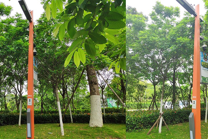 龙岗启迪协信智慧路灯